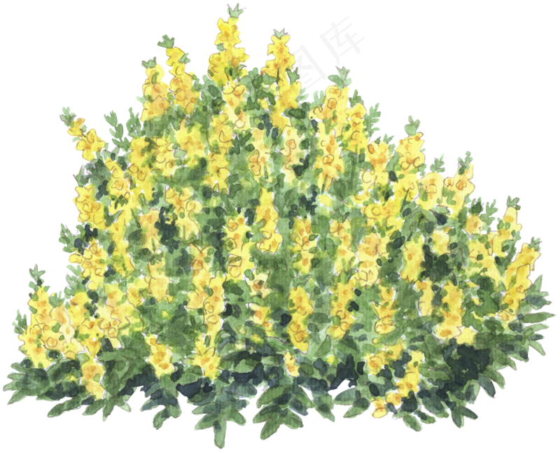 手绘植物草花免扣素材 