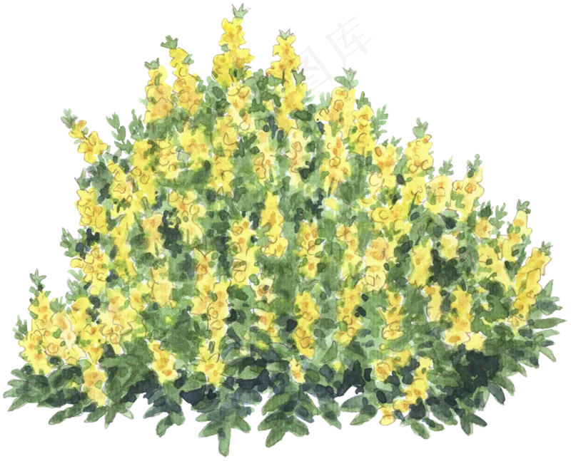 手绘植物草花免扣素材 