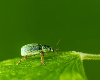 绿叶上的青色甲虫
