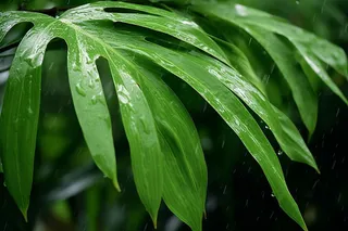 雨天绿植雨滴摄影图