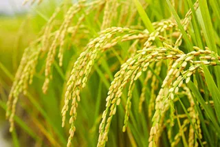 水稻稻穗农田种植生长摄影图