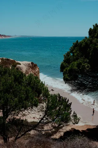 碧海金沙与松树的和谐