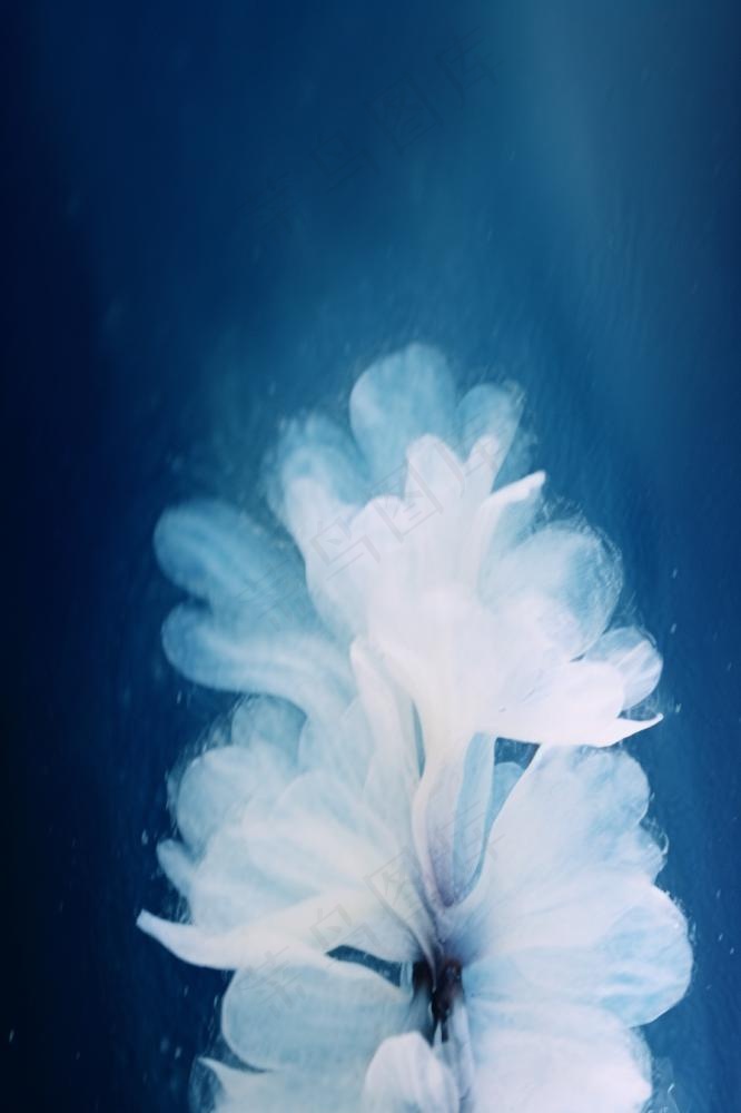 冰珠白色花瓣简约背景(896x1344)