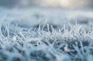 草地上绿叶雾凇泛白霜降摄影图