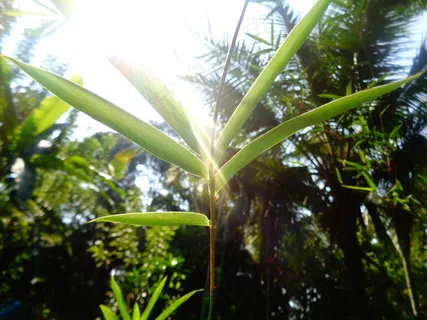 户外翠竹竹叶 户外翠竹竹叶