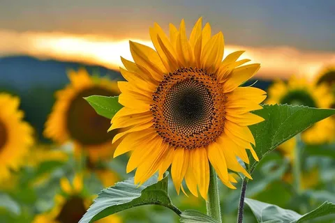 向日葵向阳生长鲜花摄影图