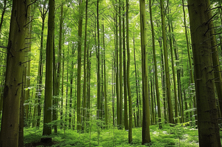 森林公园树林茂密绿色摄影图