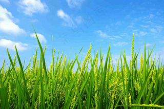 水稻稻穗农田种植生长摄影图