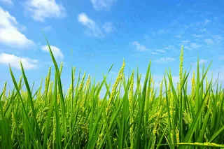 水稻稻穗农田种植生长摄影图