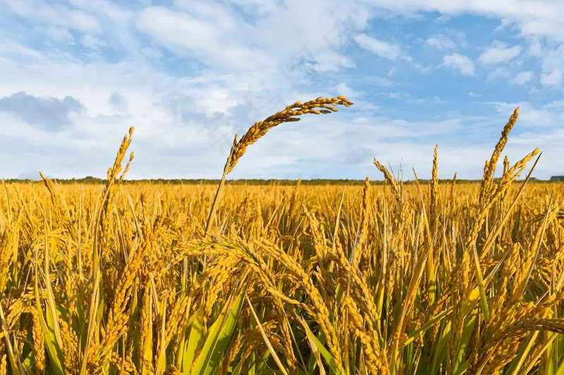 稻田稻穗图片