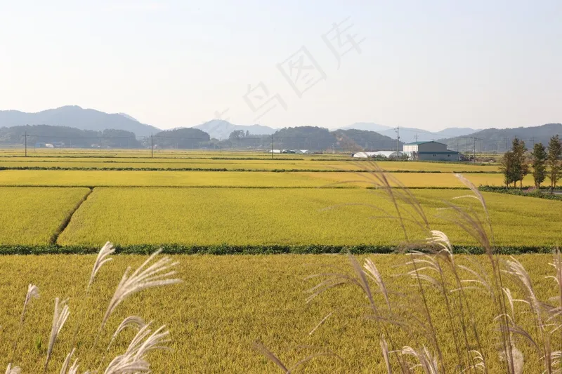 稻田稻穗图片