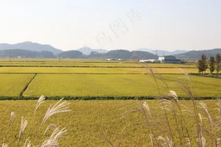 稻田稻穗图片