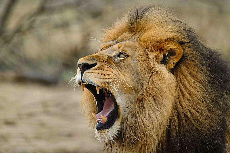 狮子动物非洲草原保护动物摄影图