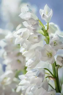 铃兰花植物花朵摄影图 铃兰花植物花朵摄影图