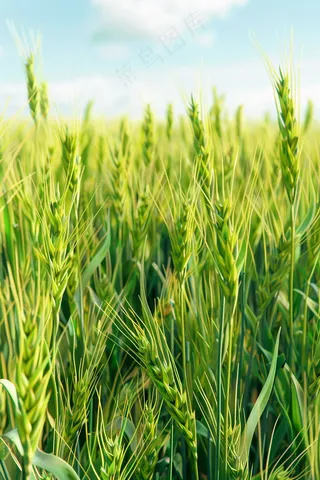 小麦麦穗芒种绿色小麦摄影图