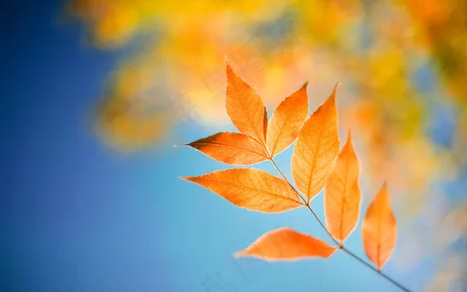 微软经典壁纸 (126)