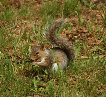 户外可爱松鼠动物 户外可爱松鼠动物
