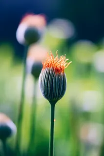 春天绿意立春待开放的花苞摄影图 春天绿意立春待开放的花苞摄影图