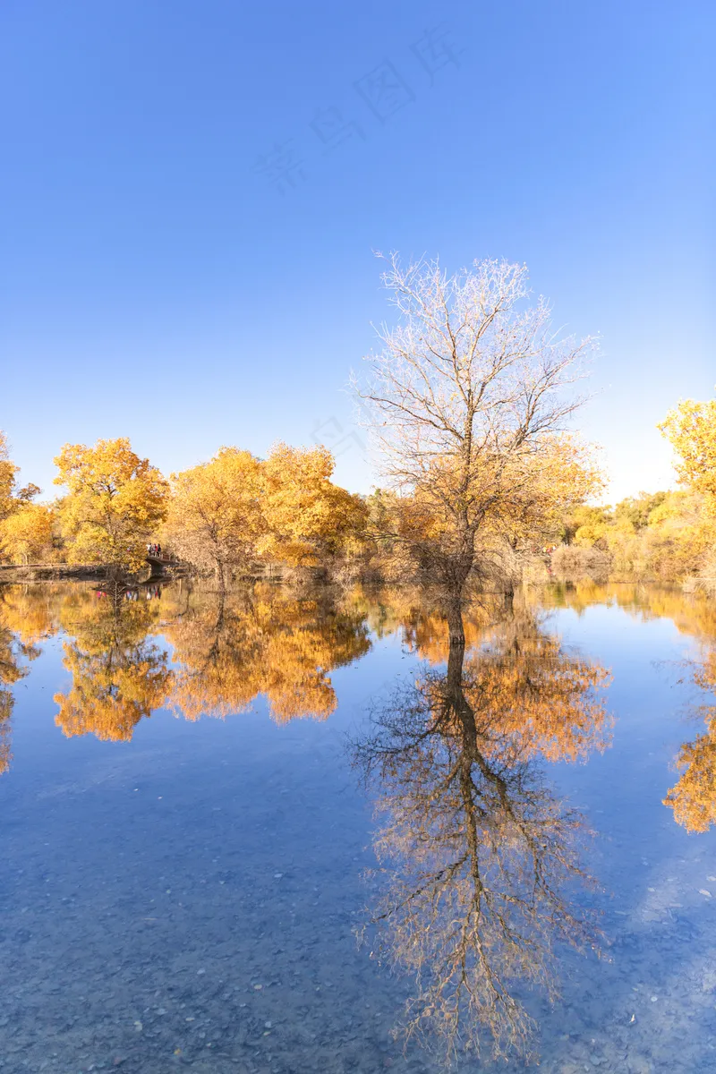 胡杨林图片 胡杨林图片