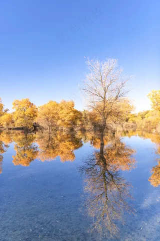 胡杨林图片