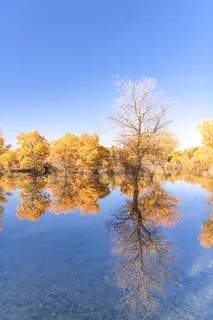 胡杨林图片 胡杨林图片
