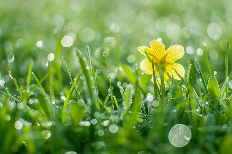 春天草丛里盛开的小黄花清晨露珠雨水谷雨摄影图(1344x896)