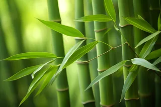 竹叶竹子绿意盎然摄影图