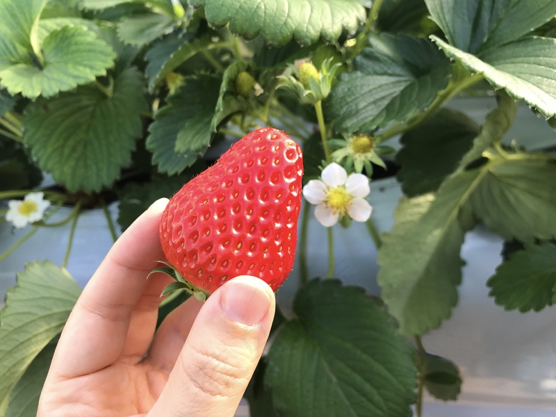 新鲜草莓水果