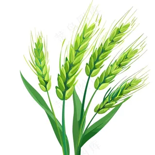 绿色小麦麦穗芒种小满卡通插画免抠