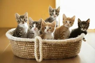 猫咪宠物猫可爱动物摄影图