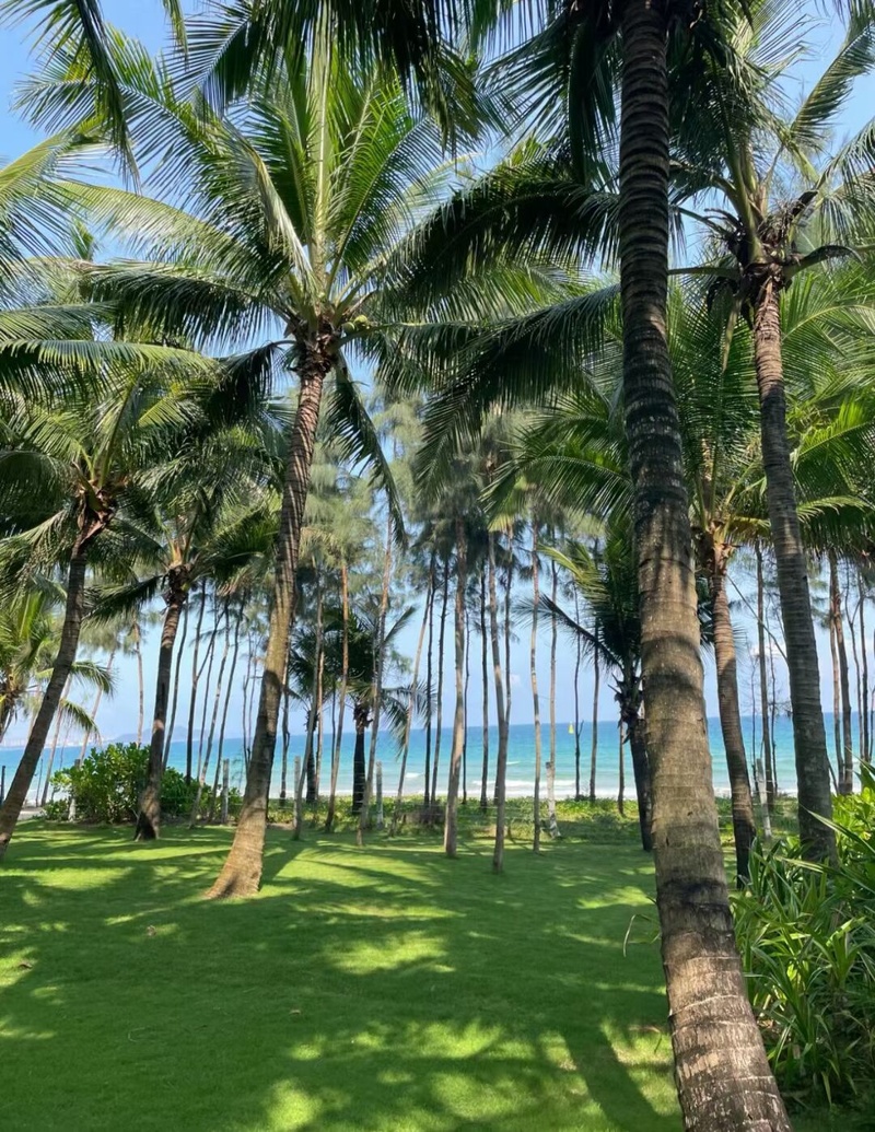 椰海间风景