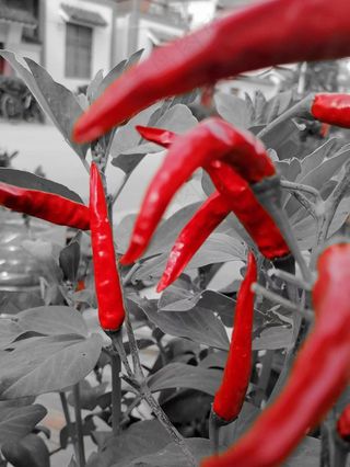 红辣椒灰色背景色彩对比摄影图