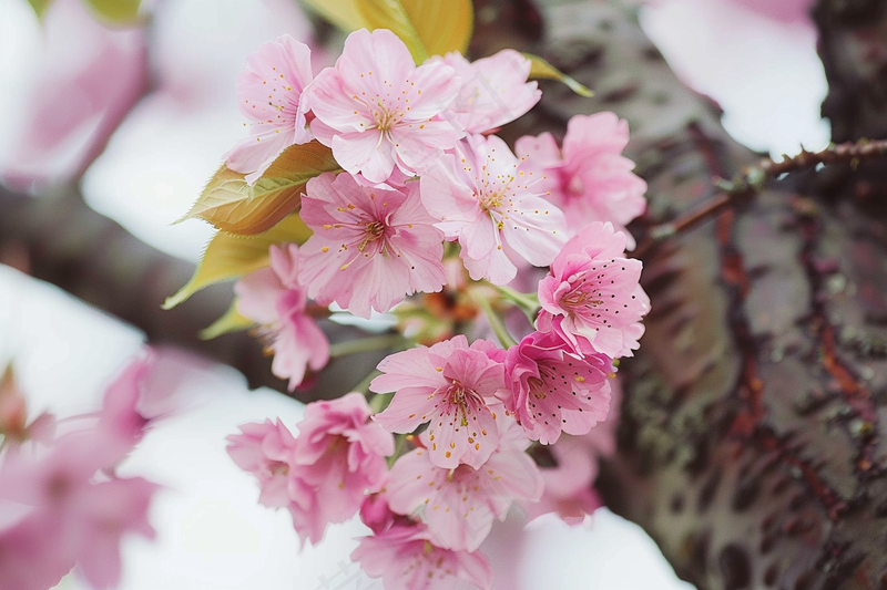 春日樱花花朵摄影图(4032x2688)