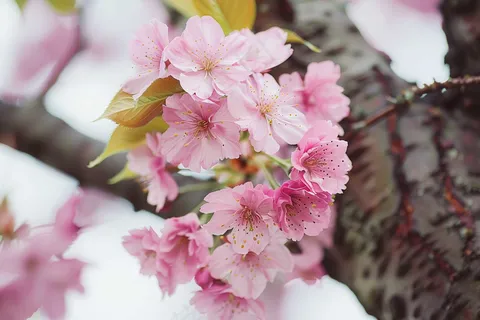 春日樱花花朵摄影图 春日樱花花朵摄影图