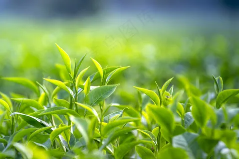 户外茶叶茶园 户外茶叶茶园