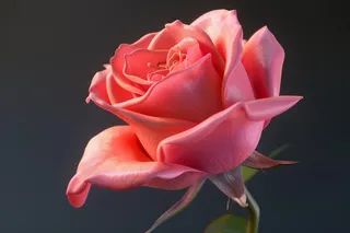 玫瑰花鲜花花朵摄影图