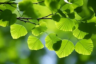 绿叶树枝嫩叶春天绿意盎然摄影图