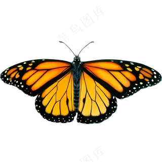 一只漂亮的蝴蝶