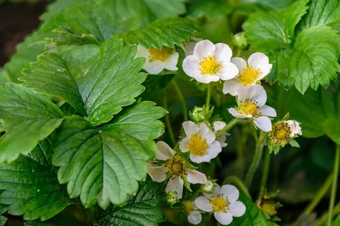 植物花园草莓花朵盛开2
