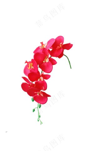 红蝴蝶兰-免抠