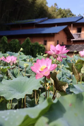 池塘粉色莲花美丽的花朵6