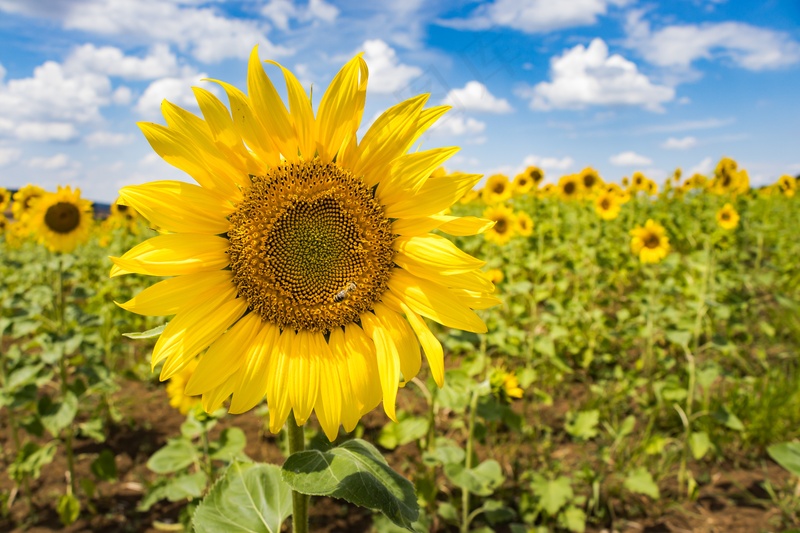 阳光明媚下的向日葵花卉植物1