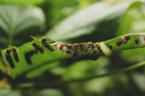 绿叶上的绒毛毛虫探险队 绿叶上的绒毛毛虫探险队