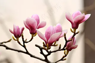 立春盛开的玉兰花粉色玉兰花摄影图