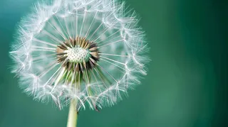 蒲公英飘零摄影图