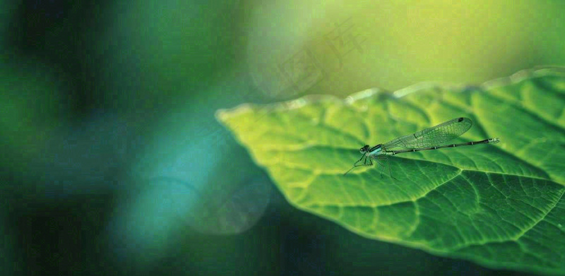 绿叶上的蜻蜓春天夏天春分立夏摄影图