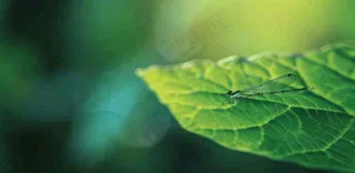 绿叶上的蜻蜓春天夏天春分立夏摄影图