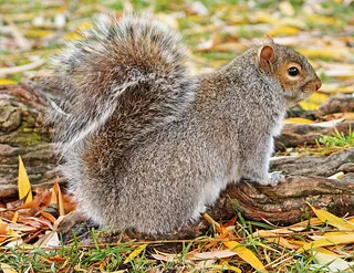 户外可爱松鼠动物