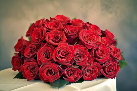 玫瑰花鲜花花朵摄影图