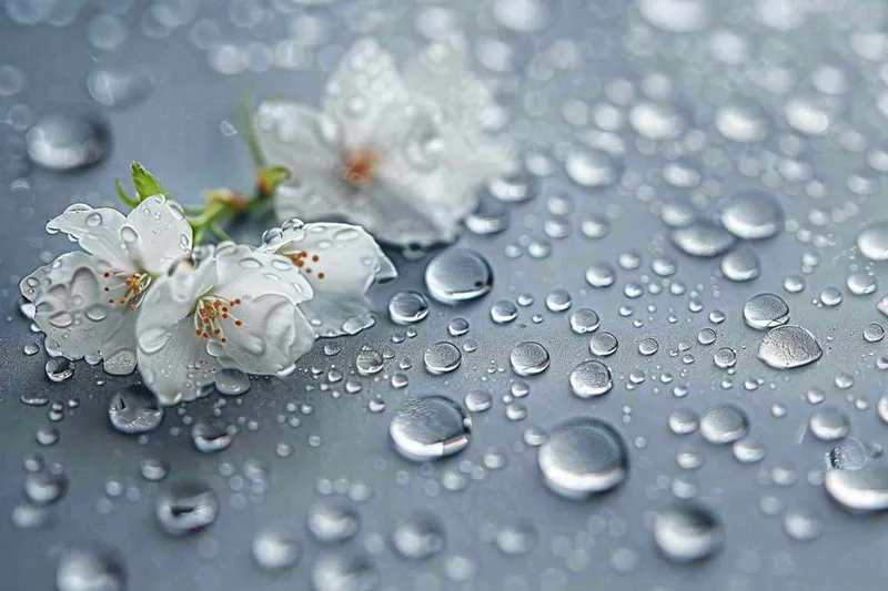 雨天掉落的白色花朵雨水谷雨寒露摄影图(1344x896)